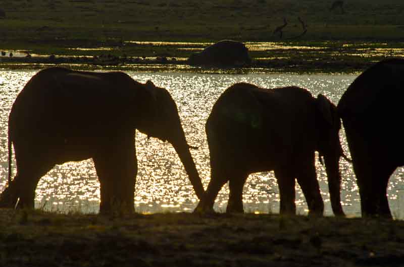 48 - Botswana - elefantes - parque nacional de Chobe